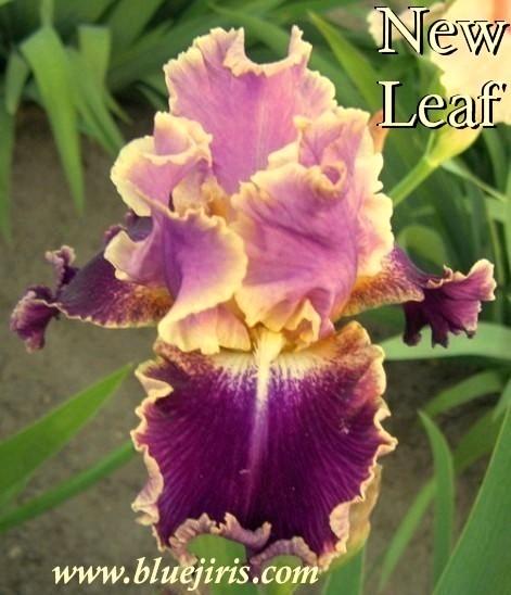 Photo of Tall Bearded Iris (Iris 'New Leaf') uploaded by Calif_Sue