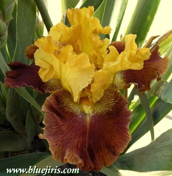 Photo of Tall Bearded Iris (Iris 'Navajo Code') uploaded by Calif_Sue