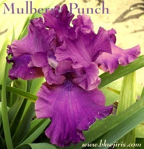 Photo of Tall Bearded Iris (Iris 'Mulberry Punch') uploaded by Calif_Sue