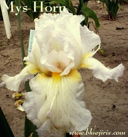 Photo of Tall Bearded Iris (Iris 'Mys Horn') uploaded by Calif_Sue