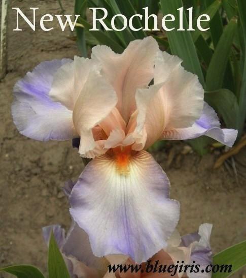 Photo of Tall Bearded Iris (Iris 'New Rochelle') uploaded by Calif_Sue