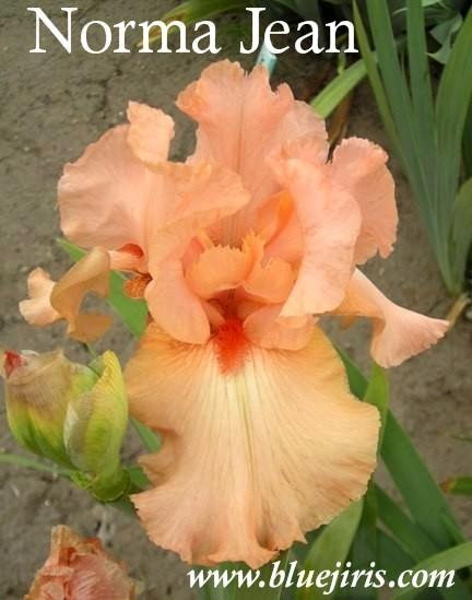 Photo of Tall Bearded Iris (Iris 'Norma Jean') uploaded by Calif_Sue