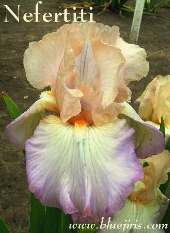 Photo of Tall Bearded Iris (Iris 'Nefertiti') uploaded by Calif_Sue