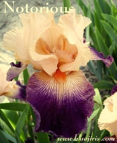 Photo of Tall Bearded Iris (Iris 'Notorious') uploaded by Calif_Sue