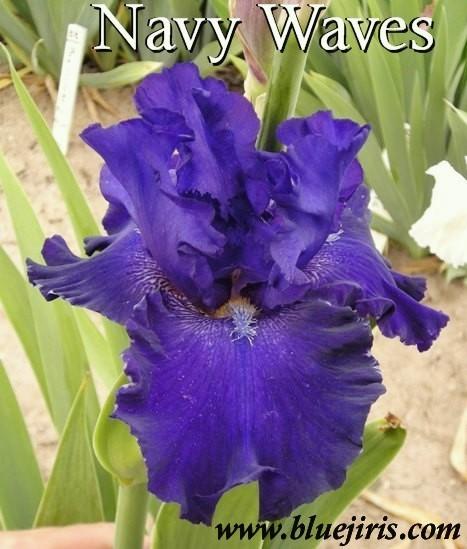 Photo of Tall Bearded Iris (Iris 'Navy Waves') uploaded by Calif_Sue