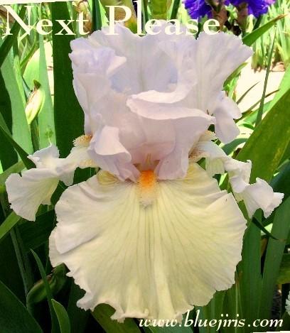 Photo of Tall Bearded Iris (Iris 'Neat Pleats') uploaded by Calif_Sue