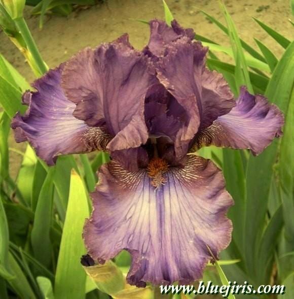 Photo of Tall Bearded Iris (Iris 'My Mauve') uploaded by Calif_Sue