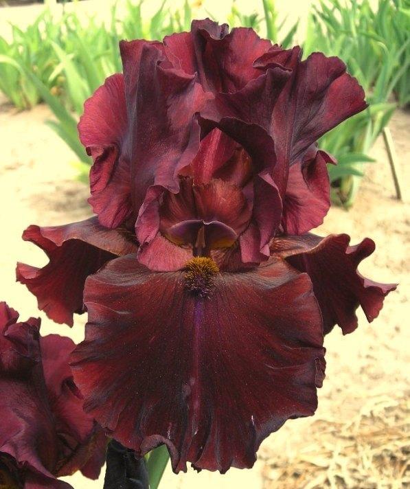 Photo of Tall Bearded Iris (Iris 'Nebraska Big Red') uploaded by Calif_Sue