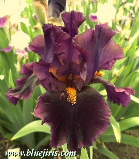Photo of Tall Bearded Iris (Iris 'Night Game') uploaded by Calif_Sue