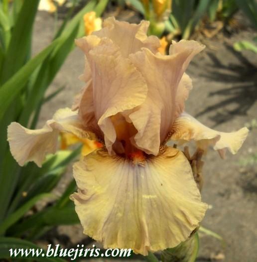 Photo of Tall Bearded Iris (Iris 'Neon at Dusk') uploaded by Calif_Sue