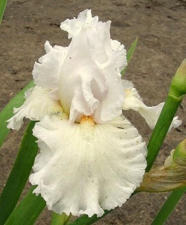 Photo of Tall Bearded Iris (Iris 'My Valentine') uploaded by Calif_Sue