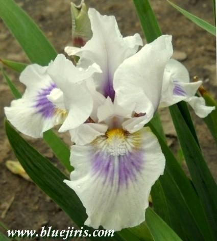 Photo of Intermediate Bearded Iris (Iris 'O'Cool') uploaded by Calif_Sue