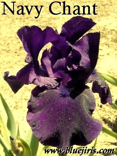 Photo of Tall Bearded Iris (Iris 'Navy Chant') uploaded by Calif_Sue