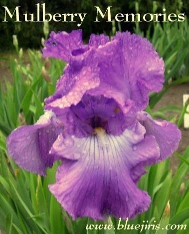 Photo of Tall Bearded Iris (Iris 'Mulberry Memories') uploaded by Calif_Sue