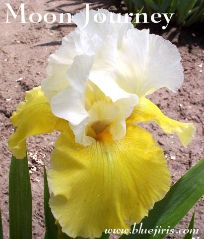Photo of Tall Bearded Iris (Iris 'Moon Journey') uploaded by Calif_Sue
