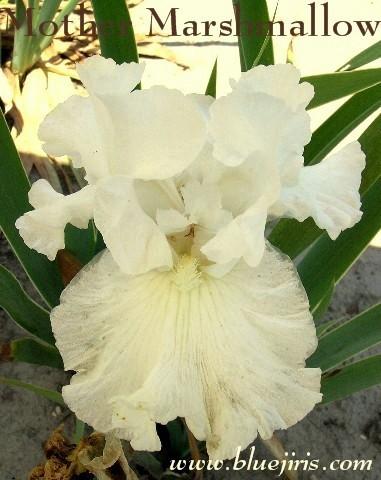 Photo of Tall Bearded Iris (Iris 'Mother Marshmallow') uploaded by Calif_Sue