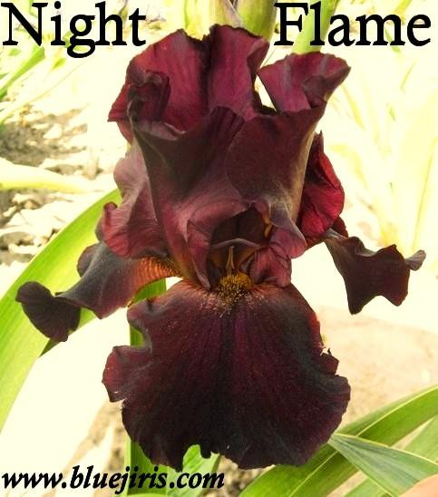 Photo of Tall Bearded Iris (Iris 'Night Flame') uploaded by Calif_Sue