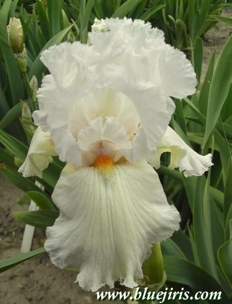 Photo of Tall Bearded Iris (Iris 'Monte Albano') uploaded by Calif_Sue