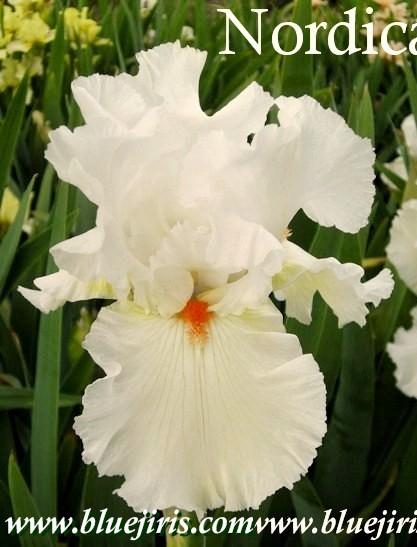 Photo of Tall Bearded Iris (Iris 'Nordica') uploaded by Calif_Sue