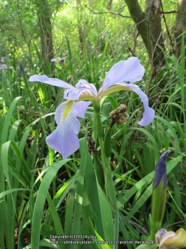 Photo of Species Iris (Iris virginica) uploaded by Horntoad