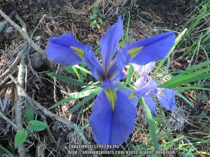 Photo of Species Iris (Iris giganticaerulea) uploaded by Horntoad
