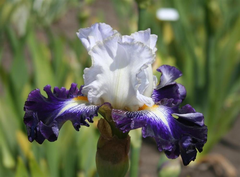 Photo of Tall Bearded Iris (Iris 'Publicity Stunt') uploaded by KentPfeiffer