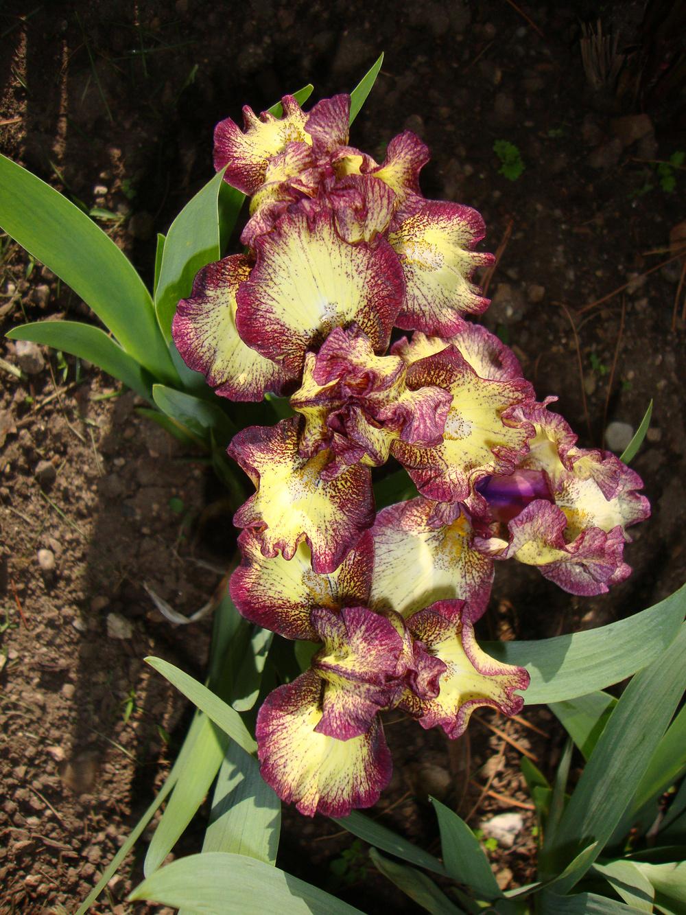 Photo of Standard Dwarf Bearded Iris (Iris 'Kaching') uploaded by Paul2032