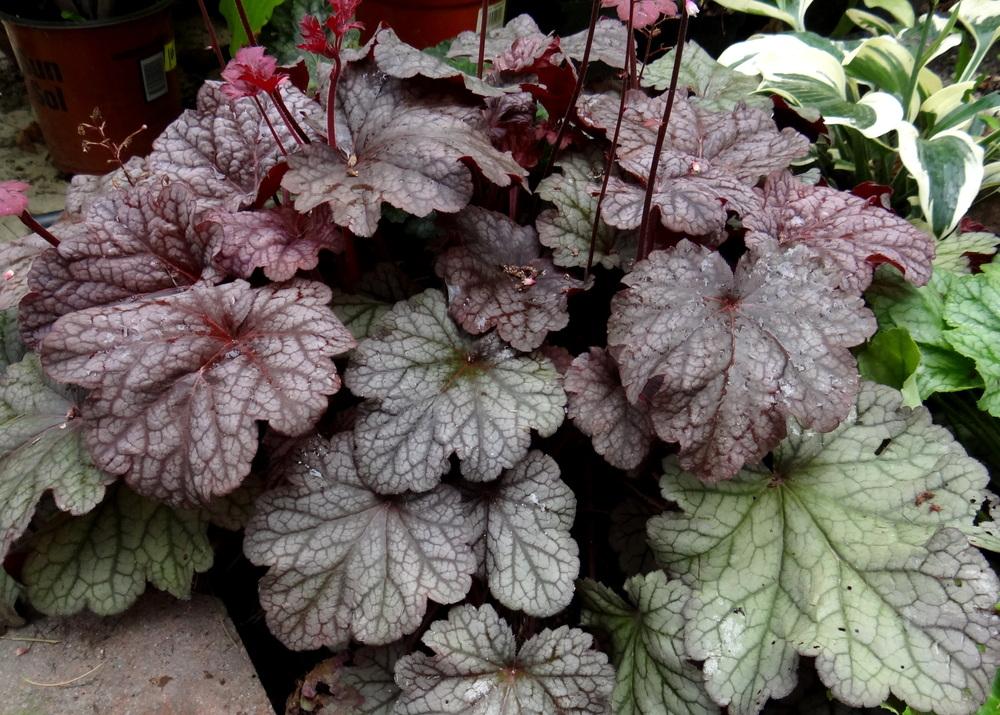 Photo of Coral Bells (Heuchera 'Berry Smoothie') uploaded by Tepelus