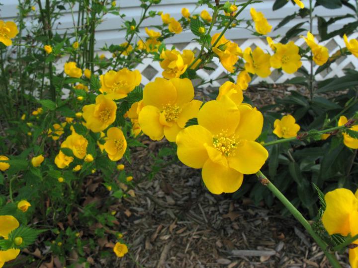 Photo of Single-Flowered Kerria (Kerria japonica 'Simplex') uploaded by blue23rose