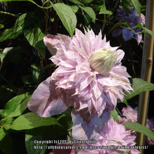 Photo of Clematis Josephine™ uploaded by critterologist