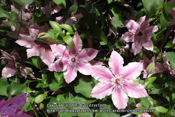 Photo of Clematis Ooh La La™ uploaded by critterologist