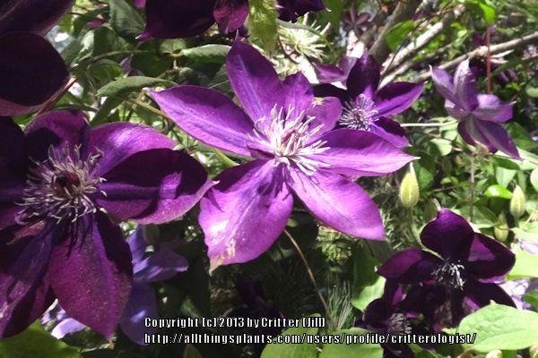 Photo of Clematis Amethyst Beauty™ uploaded by critterologist