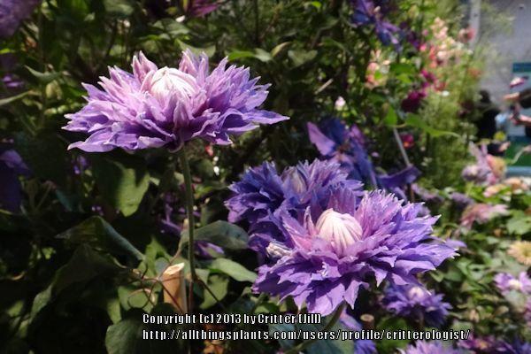 Photo of Clematis Diamantina™ uploaded by critterologist