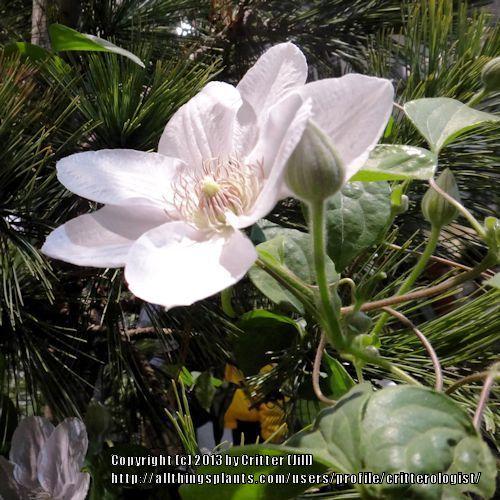 Photo of Clematis Chantilly™ uploaded by critterologist