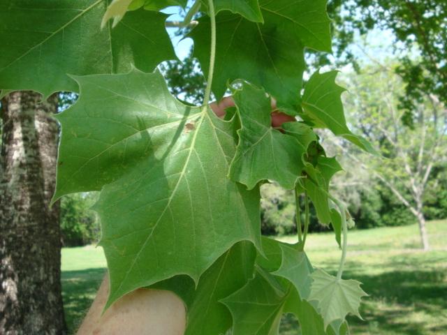 Photo of American Sycamore (Platanus occidentalis) uploaded by flaflwrgrl