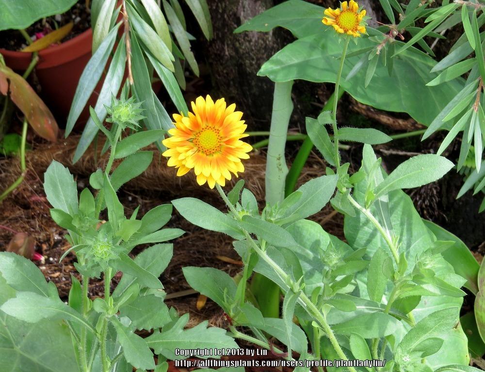 Photo of Blanket Flower (Gaillardia 'Oranges & Lemons') uploaded by plantladylin