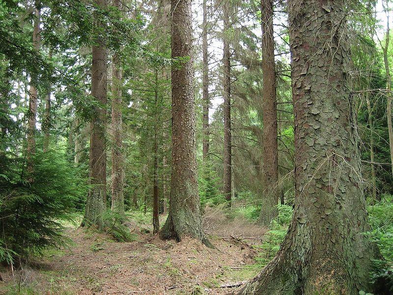 Photo of Sitka Spruce (Picea sitchensis) uploaded by robertduval14