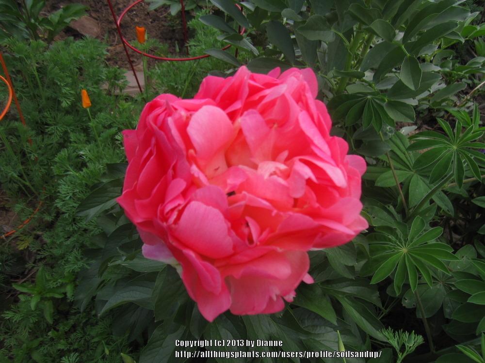 Photo of Peony (Paeonia 'Coral Sunset') uploaded by soilsandup