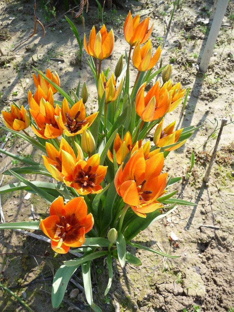 Photo of Species Tulip (Tulipa orphanidea) uploaded by xeronema