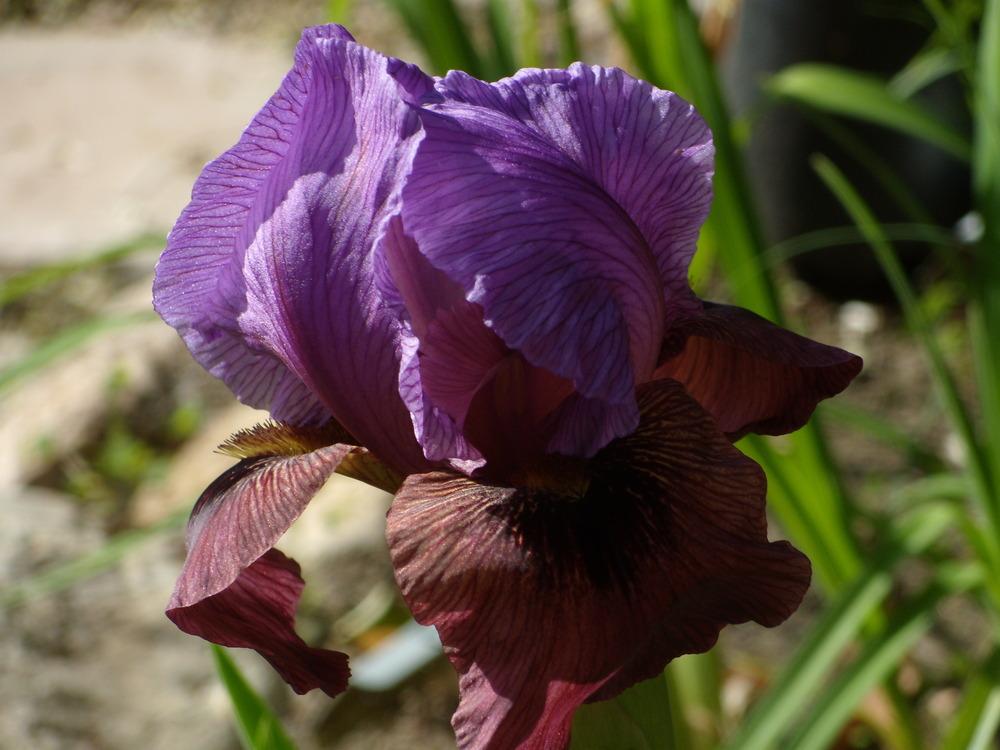 Photo of Arilbred Iris (Iris 'Exotic Treasure') uploaded by Betja