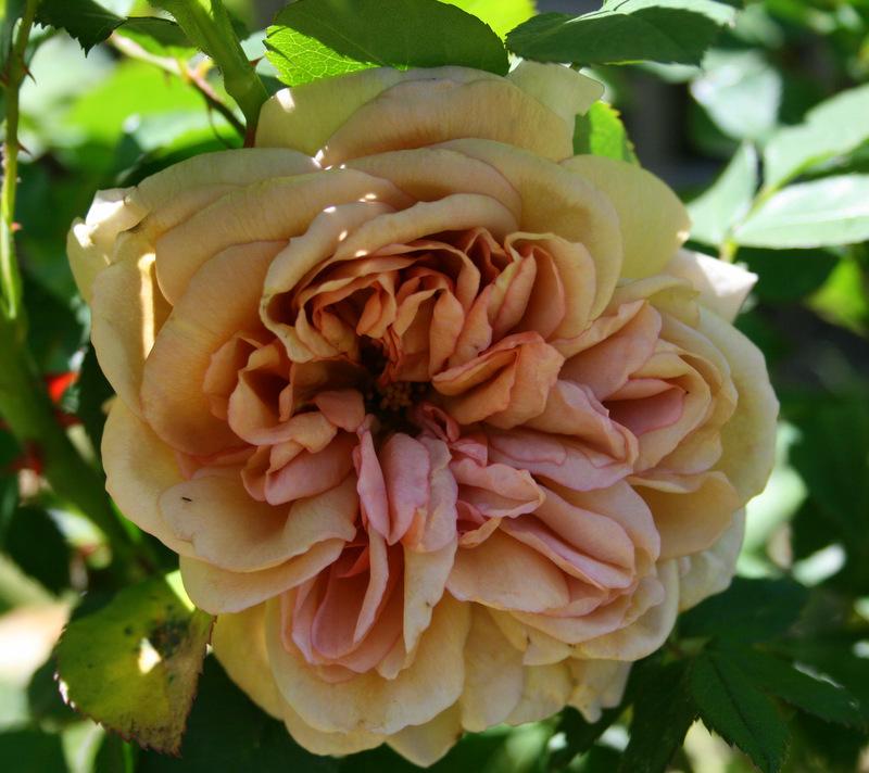 Photo of Floribunda Rose (Rosa 'Cafe') uploaded by Calif_Sue