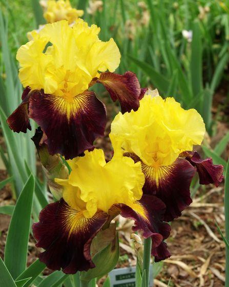 Photo of Tall Bearded Iris (Iris 'Explicit') uploaded by Ladylovingdove
