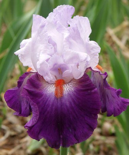 Photo of Tall Bearded Iris (Iris 'Team Spirit') uploaded by Ladylovingdove