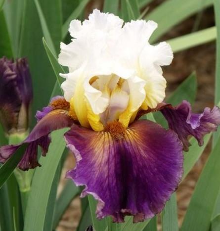 Photo of Tall Bearded Iris (Iris 'Trumped') uploaded by Ladylovingdove