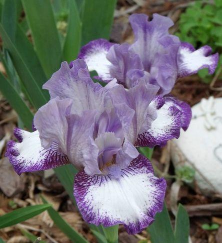 Photo of Intermediate Bearded Iris (Iris 'Agatha Christie') uploaded by Ladylovingdove