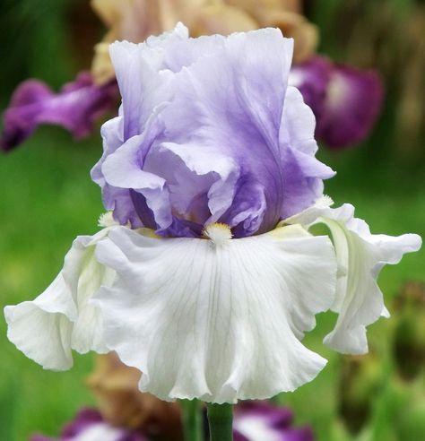 Photo of Tall Bearded Iris (Iris 'Alpenview') uploaded by Ladylovingdove