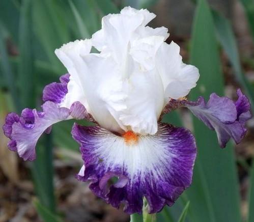 Photo of Border Bearded Iris (Iris 'Niche') uploaded by Ladylovingdove
