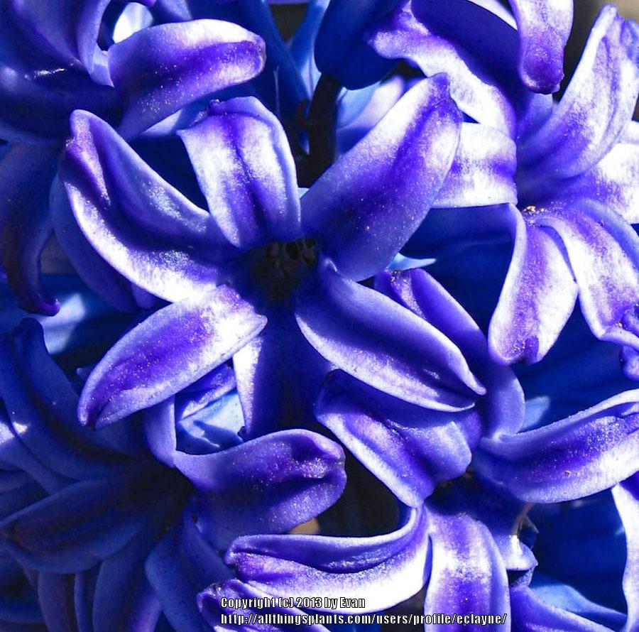 Photo of Dutch Hyacinth (Hyacinthus orientalis 'Delft Blue') uploaded by eclayne