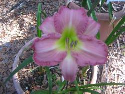 Thumb of 2013-04-18/gardenglory/a9603c