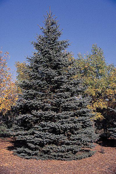 Photo of Colorado Blue Spruce (Picea pungens) uploaded by robertduval14